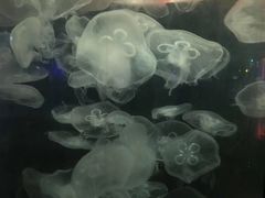 -重庆欢乐海底世界