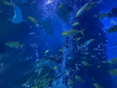 -太平洋海底世界