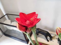 -精德口腔·种植修复·儿牙中心(财富中心店)