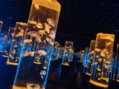 -西安曲江海洋极地公园