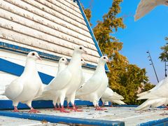 -成都华侨城欢乐里