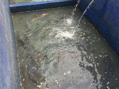 -溪悦渔庄(九龙湖店)