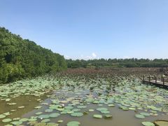 -大湾区中央湿地公园