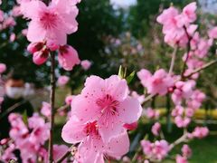 -白塘生态植物园