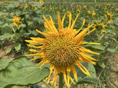 -光明小镇欢乐田园