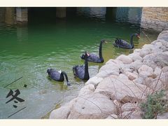 -芭东小镇温泉