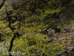 -鹫峰国家森林公园