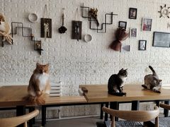 -平行世界·猫咖(首经贸店)