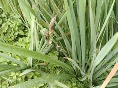 -黑龙江省森林植物园