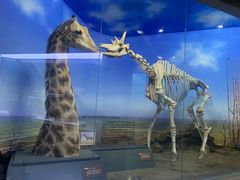 -国家自然博物馆