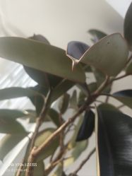 -HEYAN荷妍专业脱毛连锁机构
