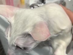 -PETKIT 小佩宠物·低压洗护·美容·寄养(安远店)