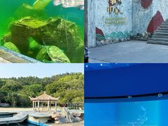 -广东惠东海龟国家级自然保护区