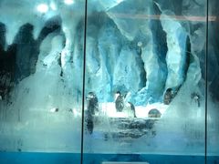 -帝企鹅自助餐厅•儿童岛•真企鹅(长隆企鹅酒店)