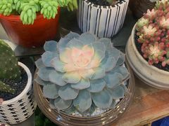 -双季花艺园艺市场(浦东店)