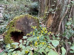 -天目山大树王景区