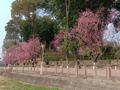 -望江楼公园