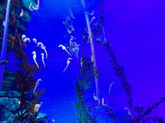 -上海海洋水族馆