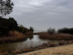 -上海吴淞炮台湾国家湿地公园