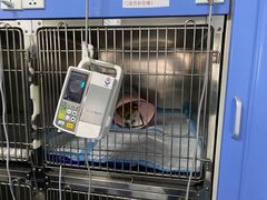 -睿金宠物医院·CT·肿瘤·骨外科