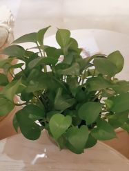 -北京俪婴妇产医院(朝阳大悦城店)