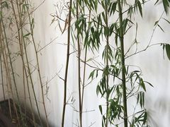 -唐诗楼(竹林庭院店)