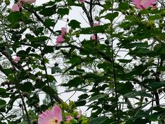 -西湖国宾馆·紫薇厅
