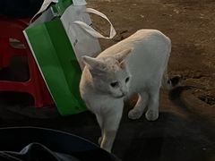 -杨合林啊兰烤鱼