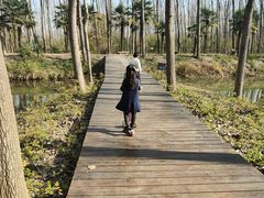 -合肥滨湖国家森林公园