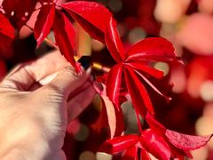 -五营红松林海景区