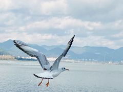 -海埂大坝