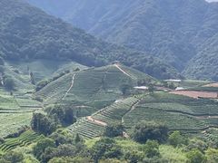 -龙坞茶村