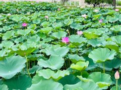 -石家庄市植物园