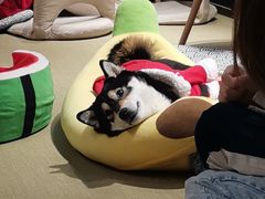 -逗柴咖啡屋·狗咖猫咖宠物桌游