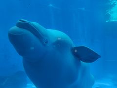-海合安成都极地海洋公园