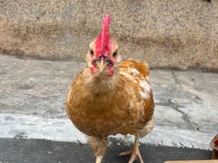 -Again Coffee Roaster(香蜜湖店)