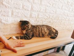 -平行世界·猫咖(首经贸店)
