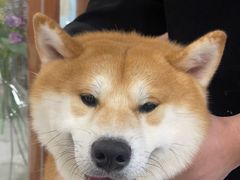 -共舞时光猫咖·狗咖(新街口店)