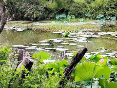-昆山城市生态森林公园