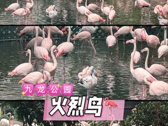 -九龙公园