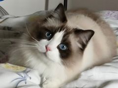 -艾贝尔宠物医院·24H转诊中心·肿瘤猫专科(江宁双龙店)
