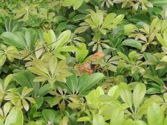 -麓湖高尔夫球俱乐部