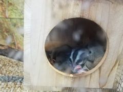-上海大自然野生昆虫馆(东方明珠·爬宠昆虫探索中心)