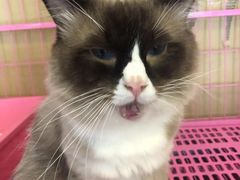 -猫咪咖啡店(新城大街店)