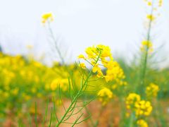 -桤木河湿地公园