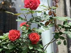 -大可堂普洱茶馆(襄阳南路馆)