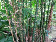 -南通洲际绿博园