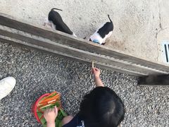 -前小桔亲子创意农场·草莓采摘·露营烧烤