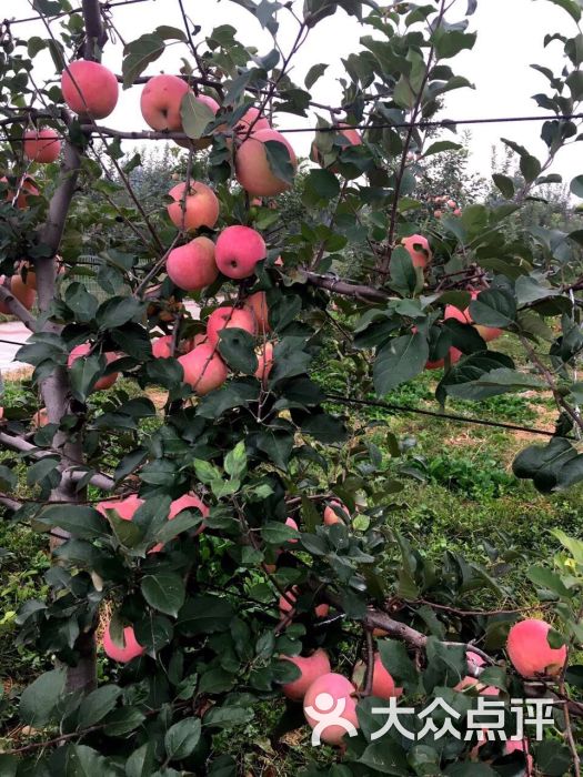 昌平苹果主题公园图片 - 第13张