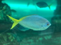 -悉尼海洋生物水族馆